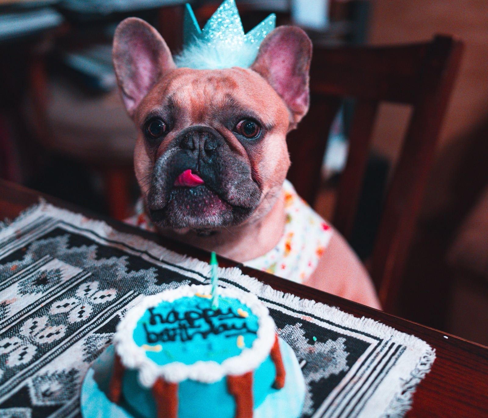 Goku, a blue fawn French Bulldog in a party crown, eyeing his birthday cake
