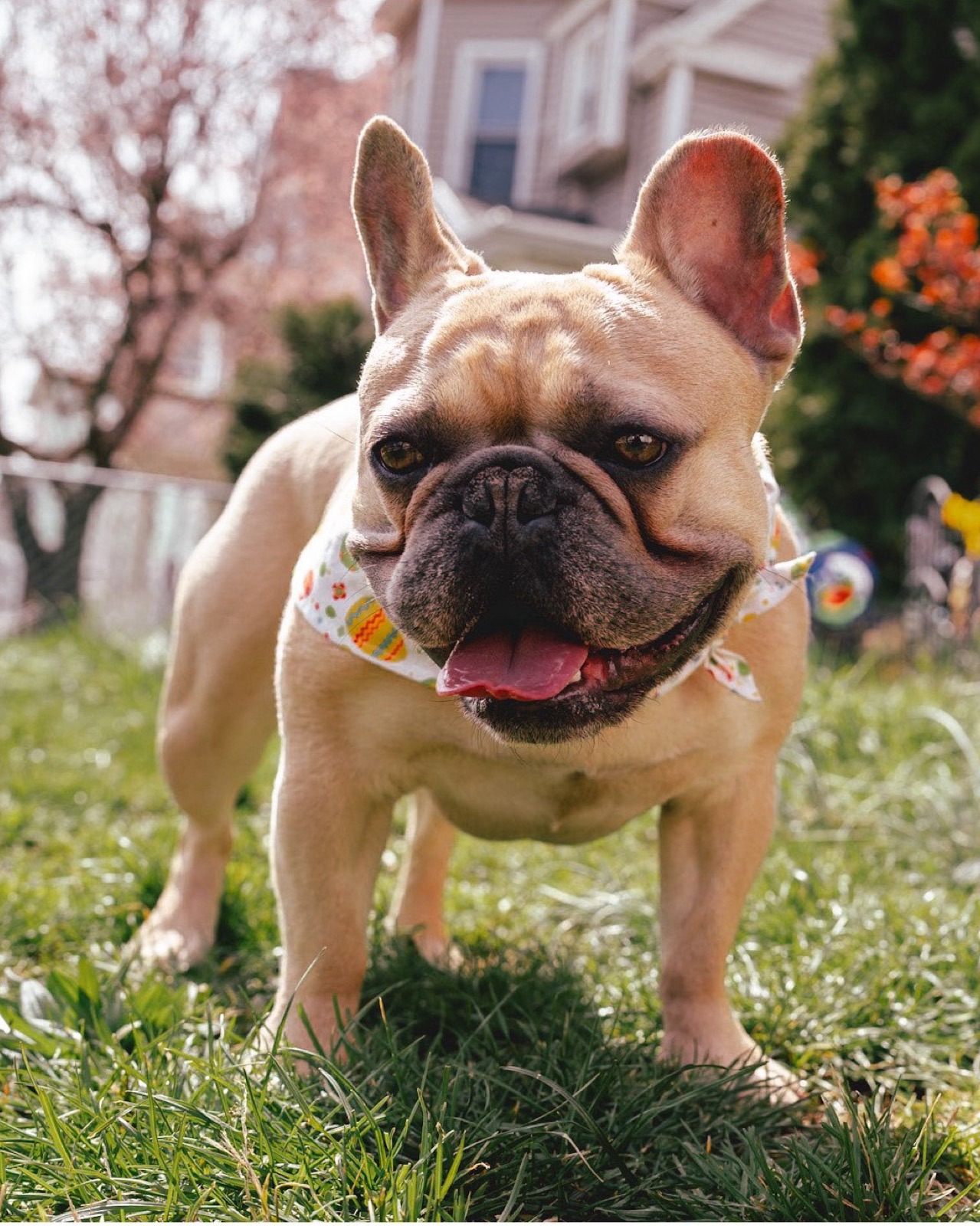 Goku, a blue fawn French Bulldog in a spring bandana, grinning in the grass on a sunny day