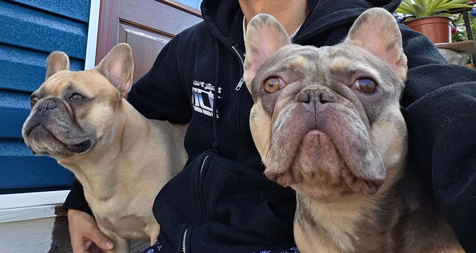 Mario with his French Bulldogs, Goku and Zelda