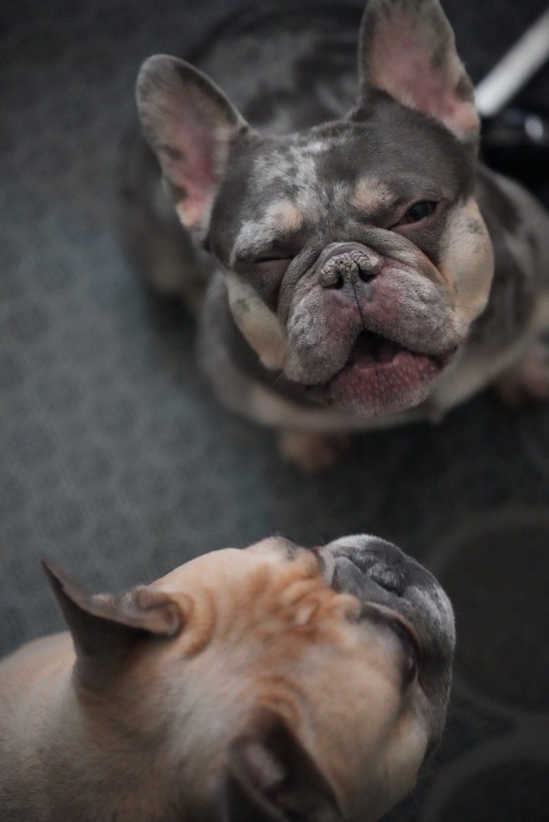 Zelda, a merle French Bulldog, squinting up at the camera with Goku in the foreground
